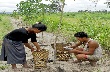 Trồng cây che phủ họ đậu trên cao su tiểu điền: Hiệu quả khả quan